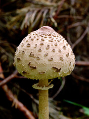 Young parasol mushroom in the forest