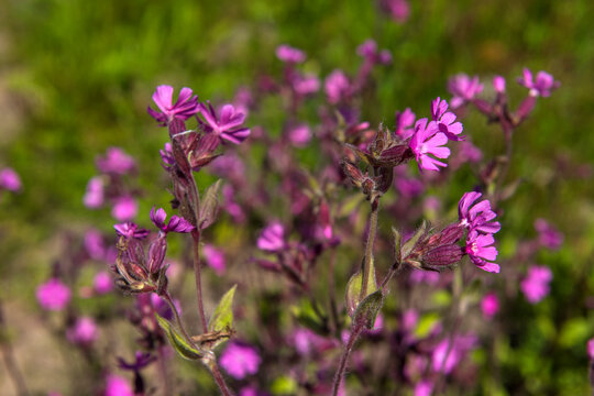 Meadow flowers with bright pink petals and pubescent stems against a background of green grass.  