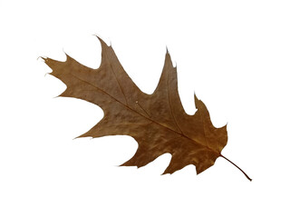 Fototapeta premium Herbarium Specimens of dry Northern Red Oak leaf isolated on white background.