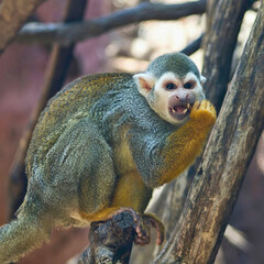 Squirrel Monkey on Tree