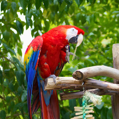 Scarlet Macaw on Branch