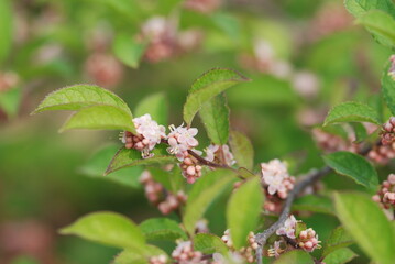 Close-up of Ilex serrata (Nak-sang-hong) flowers, revealing delicate petals and clustered arrangement. Photographed in Korea.