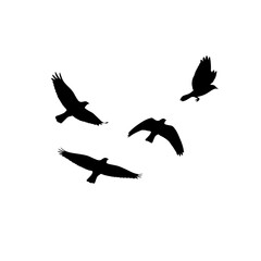 Obraz premium Silhouette of birds flying in formation against a white background, birds soaring silhouetted against white