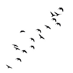 Fototapeta premium Flock of birds silhouetted in the sky,Migration of birds soaring against a white background