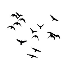 Fototapeta premium Birds in Flight Silhouette Collection, A Flock of Birds Flying in Silhouette Against a White Background