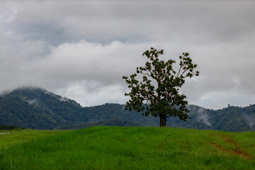 A close-up view of the natural atmosphere surrounded by mountains, grasslands and mist from the cold, humid air. The joy of traveling and experiencing nature.