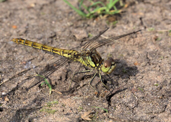 close up of dragonfly on the ground