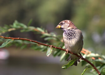 Brown sparrow on a branch