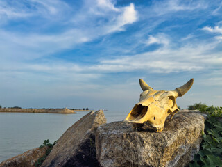 Weathered cow skull at Tanjung Kling Jetty in the warm glow of evening.