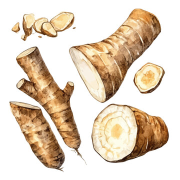 A painted in watercolor, this hand-drawn tagar root, isolated on a white background, elegant vector design, EPS format. vector flower set design