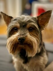 yorkshire terrier portrait