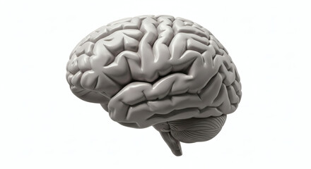 3D Rendering Anatomical Accurate Human Brain Side View Medical Illustration