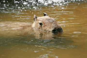 Capybara swimming in the water