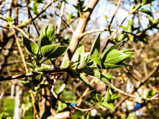 Green leaves growing on branch.