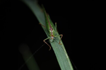 Close-up photograph of a bush-cricket also known as a long-horned katydid or leaf katydid, perched on a dew-covered leaf. Its green body blends seamlessly with the surroundings,