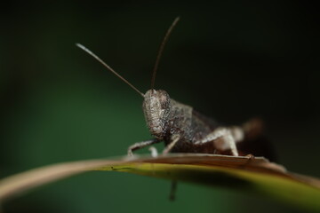 A high-resolution macro photograph of a grasshopper from the order Orthoptera, known for its short antennae and powerful hind legs for jumping. 