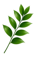 Naklejka premium Green twig of Italian ruscus with fresh leaves in a corner arrangement on.