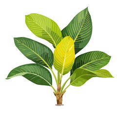 Tropical Green Plant Illustration Lush Leaves Watercolor Style Isolated Black Background