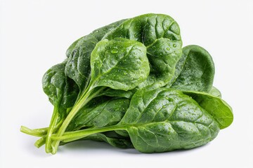 Obraz premium Fresh spinach leaves, dark green, glistening with water droplets, stems bundled together, isolated on white background
