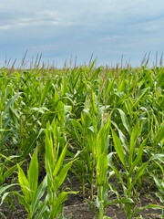 field of corn