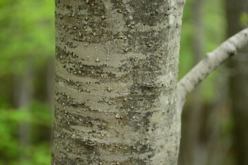 Close-up of Ilex macropoda (Dae-paet-jip-namu) bark, showing fine vertical patterns and smooth...