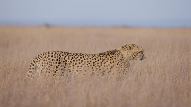 Close up tracking of a collared cheetah (Acinonyx jubatus) walking alert in the plains in kenya 