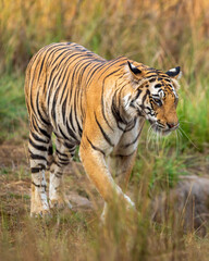 wild female bengal tiger or panthera tigris at bandhavgarh national park forest reserve madhya pradesh india. tigress walking or stroll territory marking in morning wildlife safari in winter season