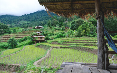 Rice terraces and wooden hut