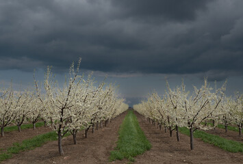 Blooming white orchard with a stormy sky above