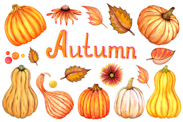 Set of autumn elements hand drawn watercolor illustration. Fall season. Ripe yellow pumpkins, dry leaves, red flowers. Natural plants.