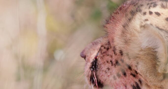 Extreme close up of Cheetah (Acinonyx jubatus) bloody head and ear while panting under shade on hot sunny day in Savannah grassland in Kenya