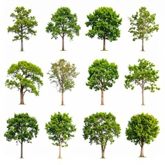 Collection of various trees against white background