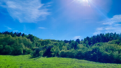 Idyllic view if meadow in center of forest.