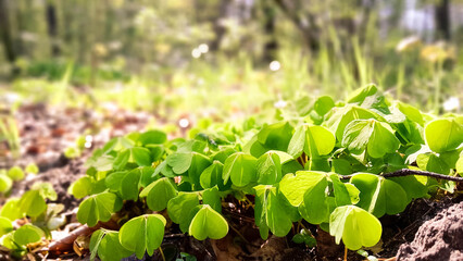 Young clover plants waking up after winter.