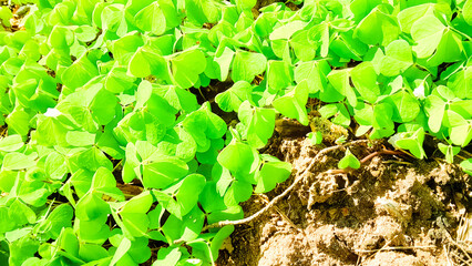 Young clover plants waking up after winter.