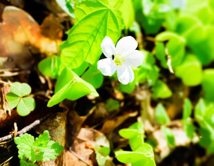 Little flowers and clover plants in forest.