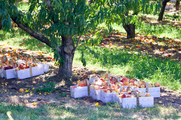 peach harvest in the orchard