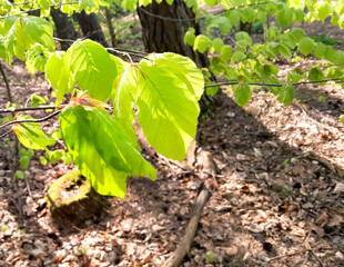 Young leaves on alder tree branch.