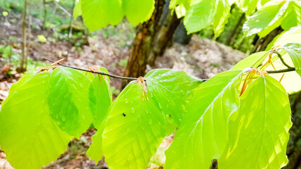 Young leaves on alder tree branch.