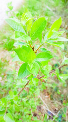 Small leaves on tree branch.