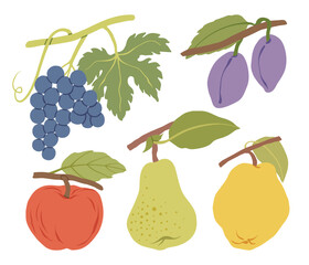 Fruits hand drawn set. Autumn seasonal fruits collection. Apple, pear, plum, grape, and quince in a simple, abstract, minimal style. Flat vector illustration of organic fall and summer fruits.