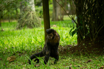 capuchin monkey looking for food