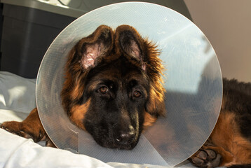 Resting Shepherd Puppy Wearing Recovery Cone
