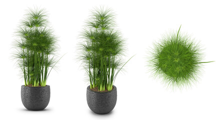 3d render Plant pot in different angles isolated on white background . different angle