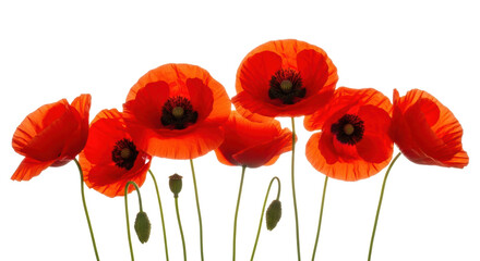 Naklejka premium Multiple vibrant red poppies with black centers, green stems, and seed pods, showcasing delicate translucency, linearly composed against a transparent background with strong backlighting, concept of