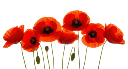 Multiple vibrant red poppies with black centers, green stems, and seed pods, showcasing delicate translucency, linearly composed against a transparent background with strong backlighting, concept of