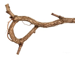 Obraz premium Dried vine branch isolated