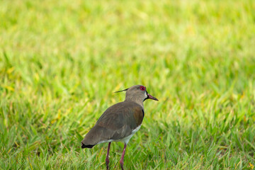 Southern lapwing (Vanellus) on the grass field