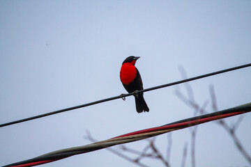 black and red bird (Red-breasted Meadowlark) on a high voltage wire