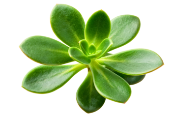 Top view of a beautiful green succulent houseplant rosette isolated with transparent background